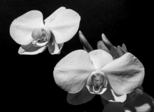 147-0318_orchidee_20180316_1944276564