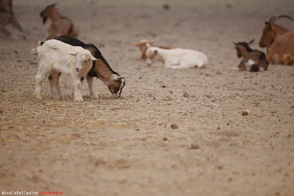 parco-cervia-aprile-201416copia.jpg