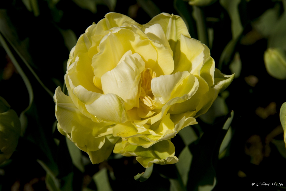 tulipanogiallo.jpg