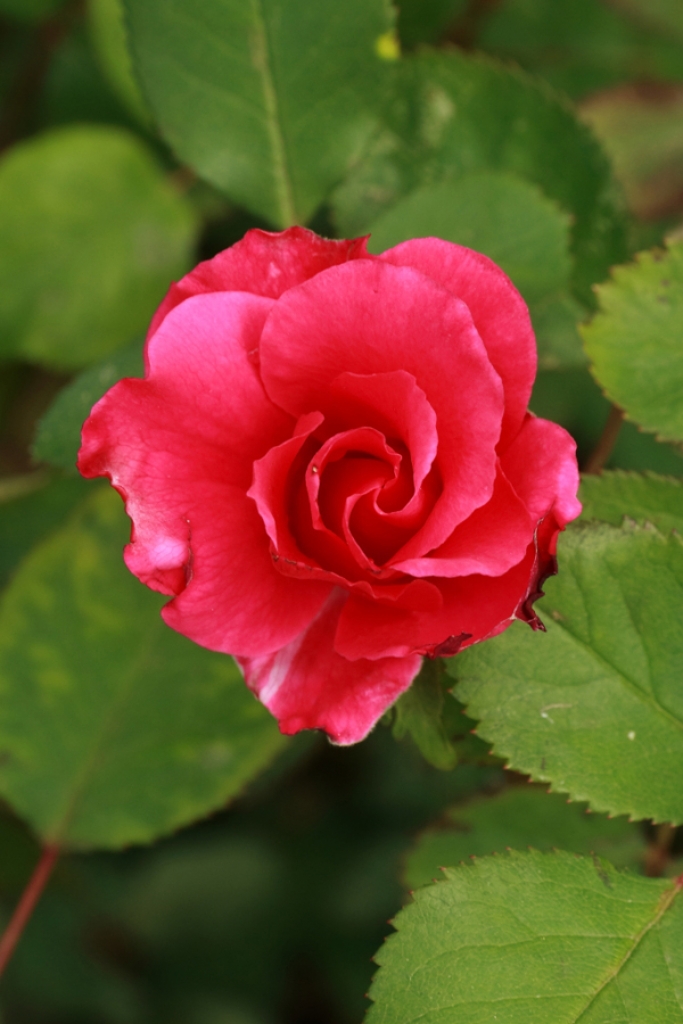 Rosa1.JPG